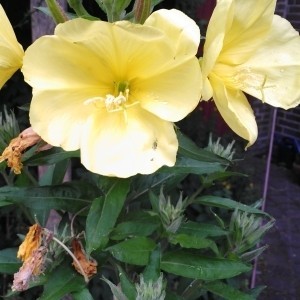 Pflanzen, Carmen Berling