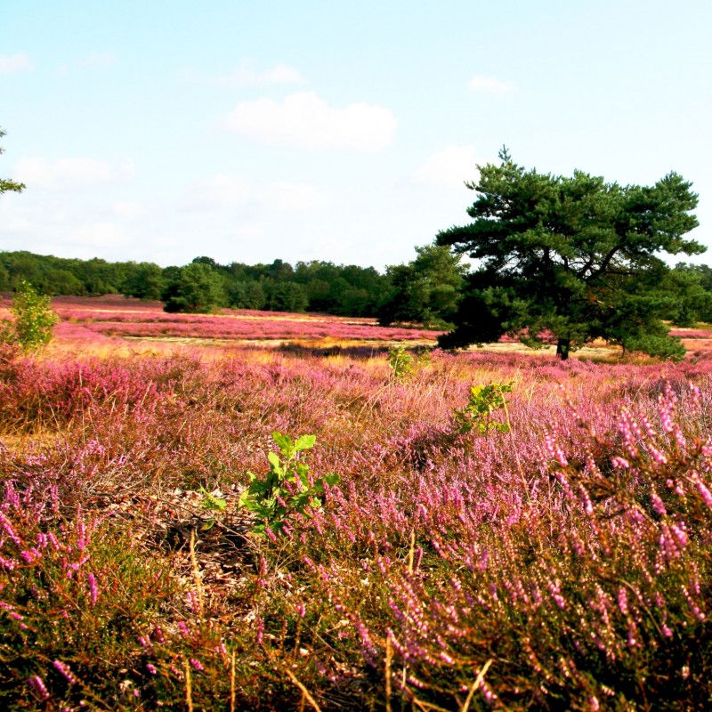Westruper Heide, Stadtagentur