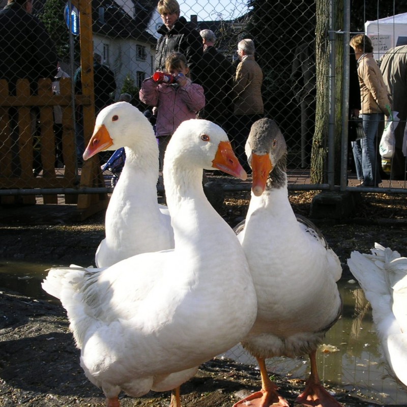 Gänsemarkt, Stadtagentur Haltern am See