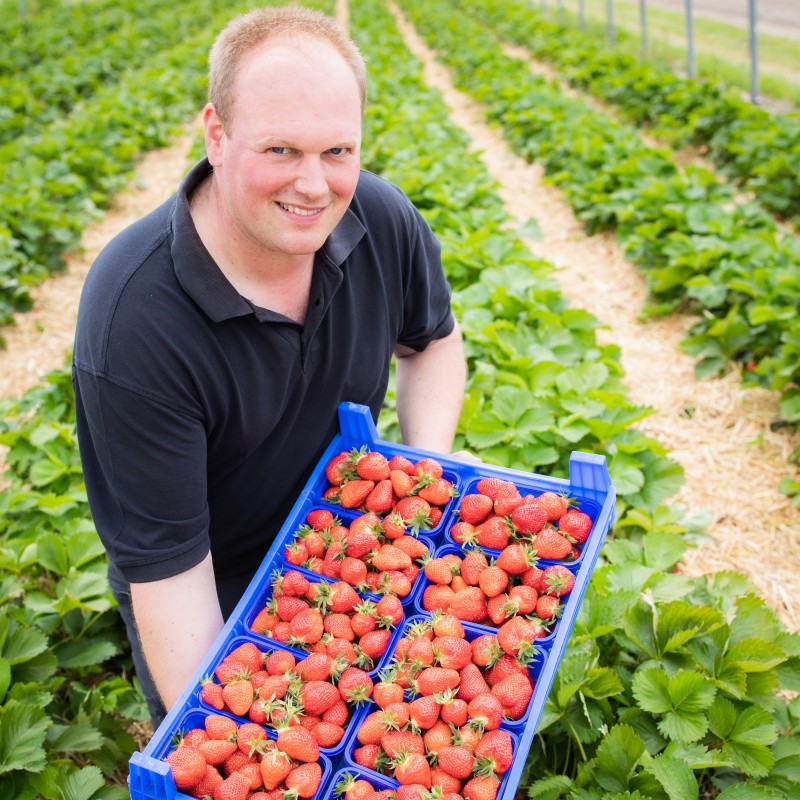 Erdbeeren, Hof Hagedorn