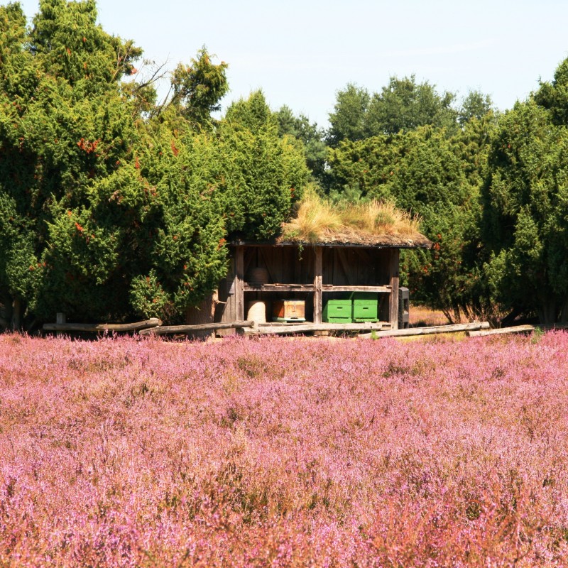 Westruper Heide, Stadtagentur