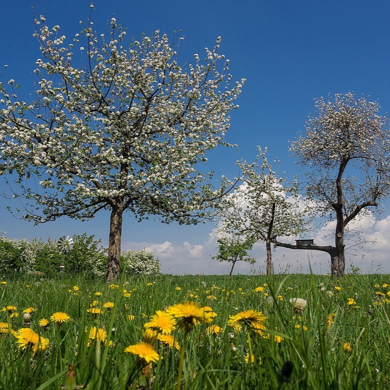 Pflanzen, Regionalverband Ruhr