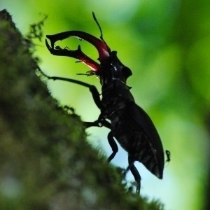 Hirschkäfer, Hermann Bergjürgen