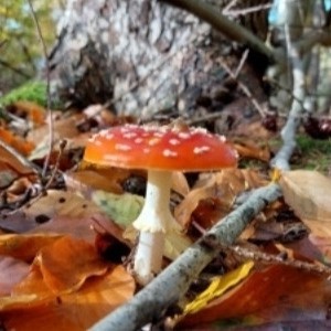 Pilze, Carmen Berling