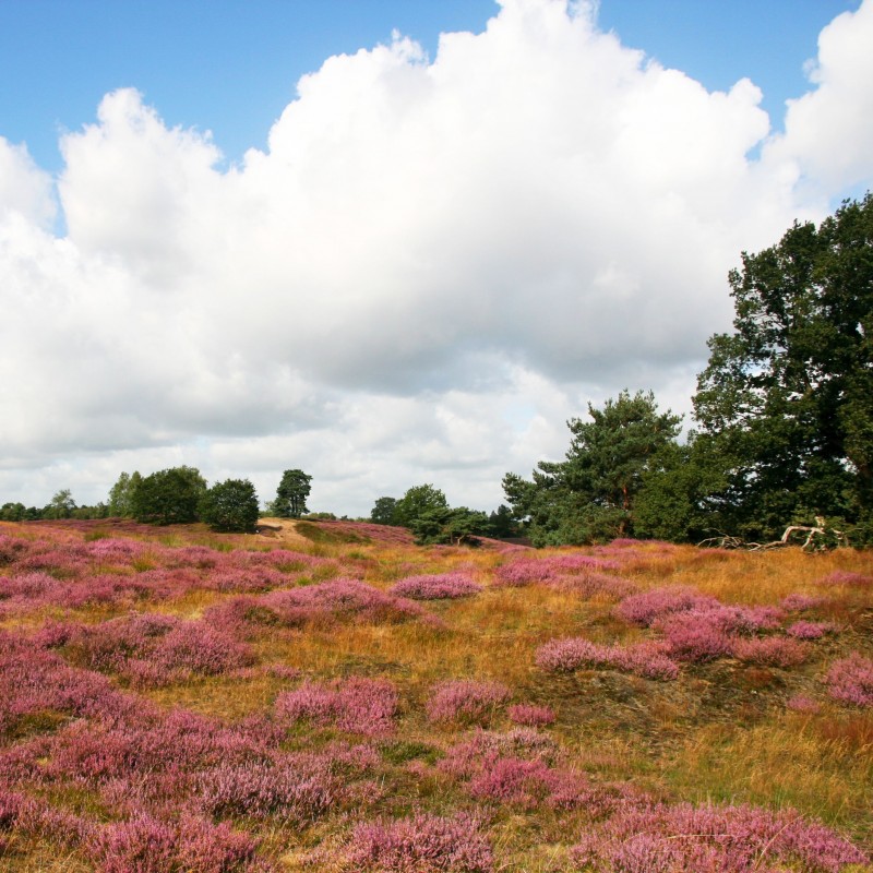 Westruper Heide, Stadtagentur
