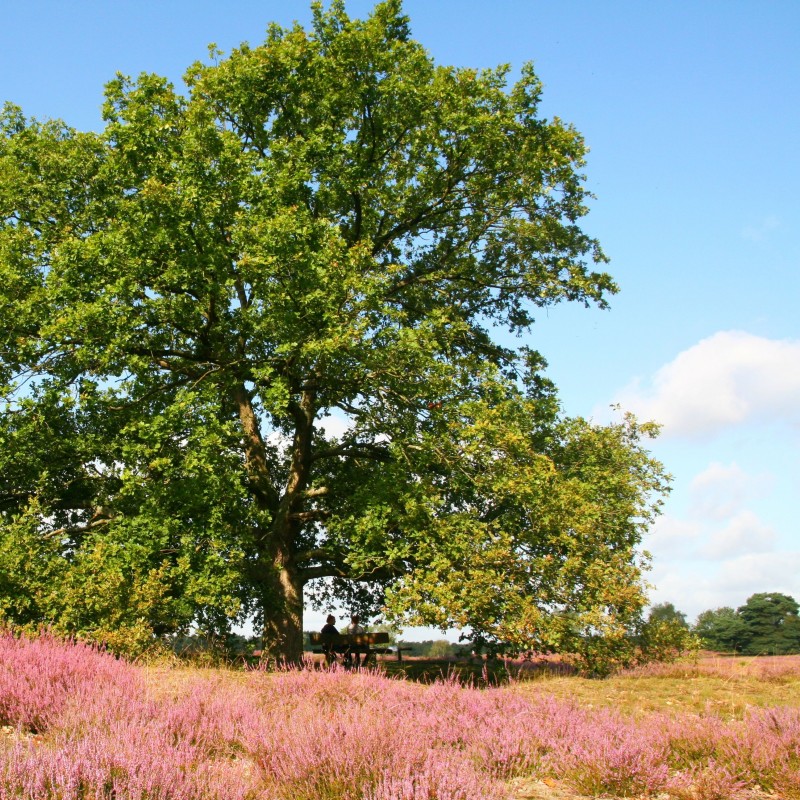 Westruper Heide, Stadtagentur