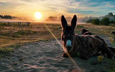 Donkeys in the Stever floodplain